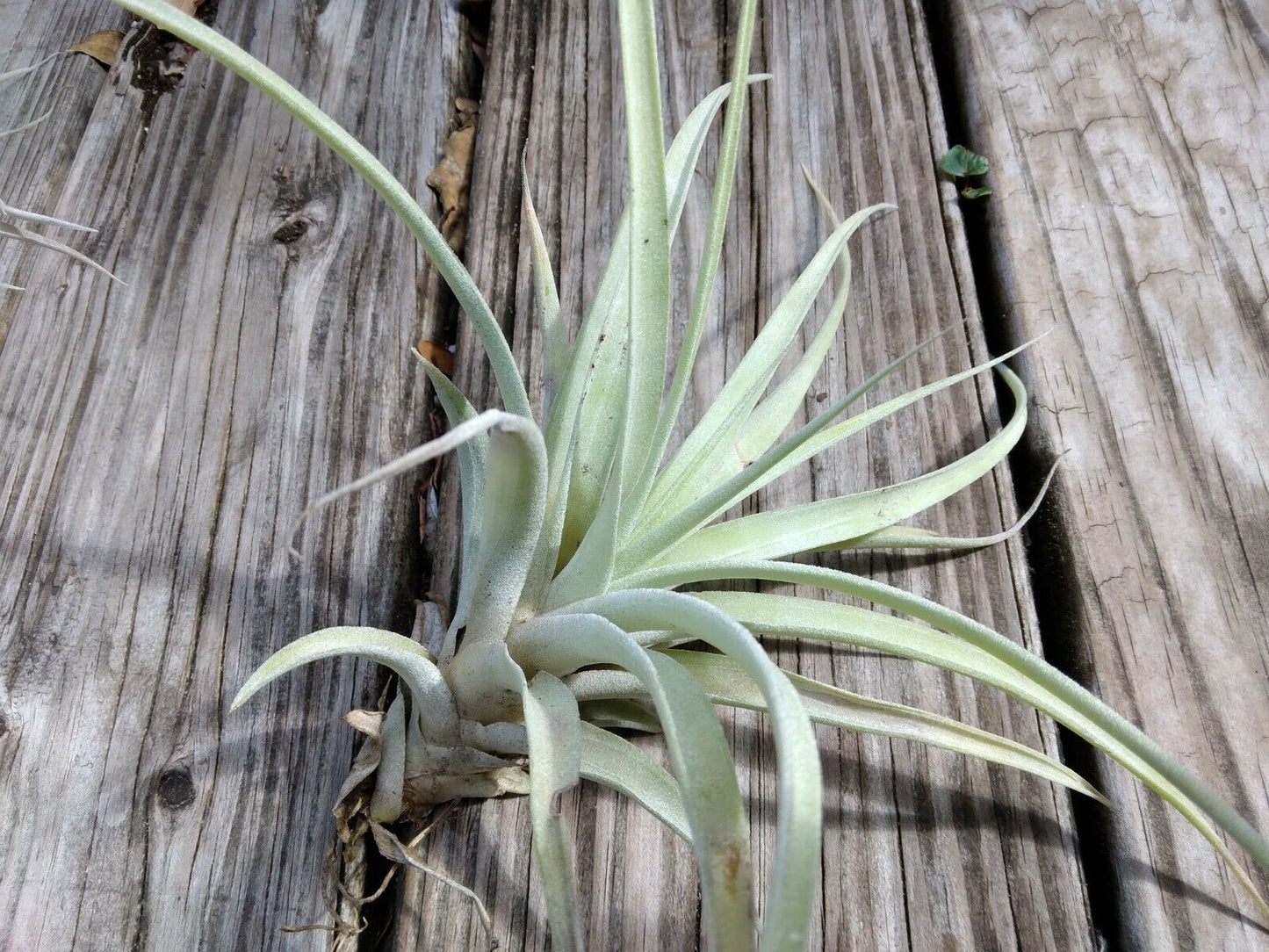Bromeliad Tillandsia Pink Velvet medium