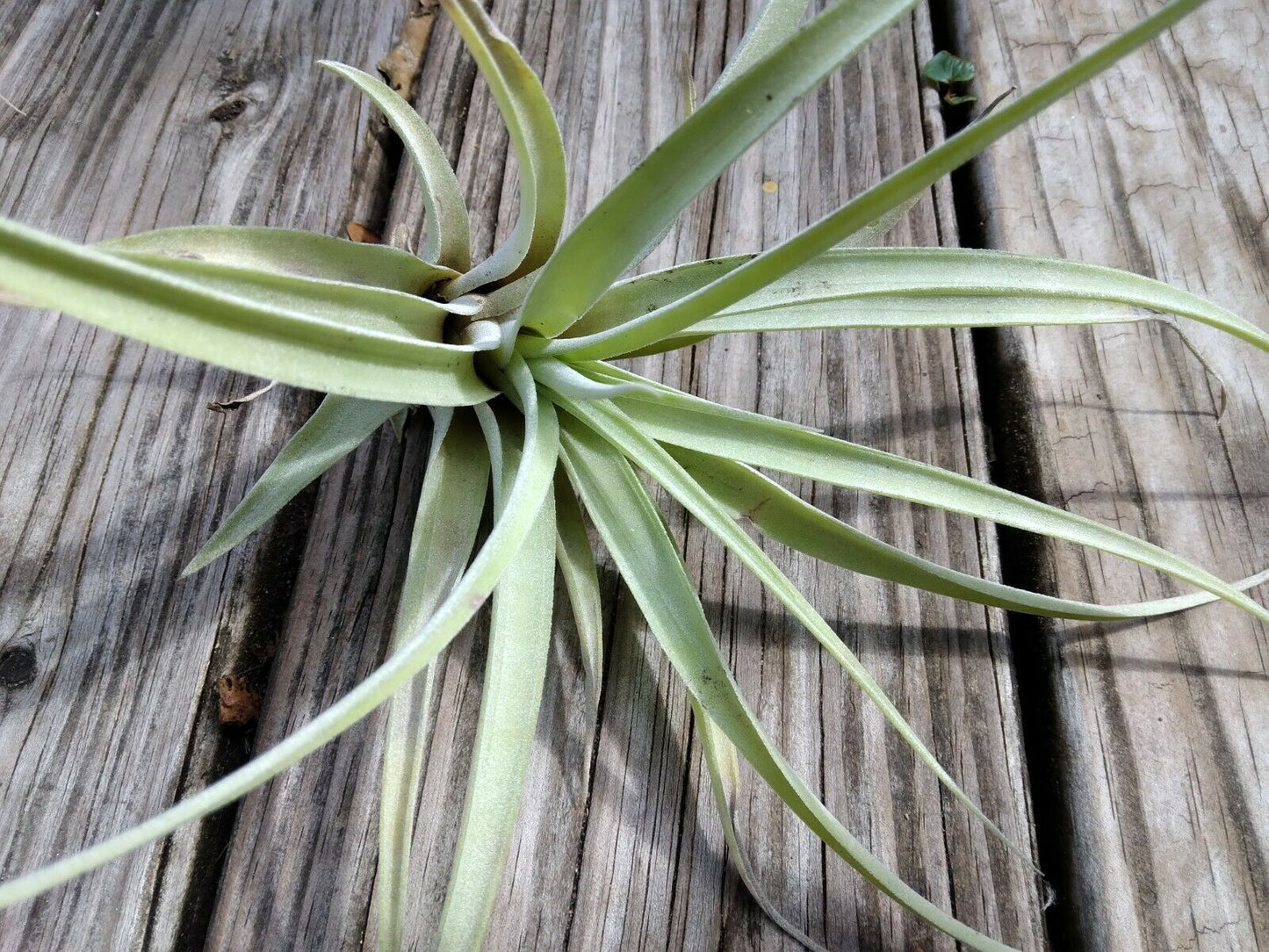 Bromeliad Tillandsia Pink Velvet medium