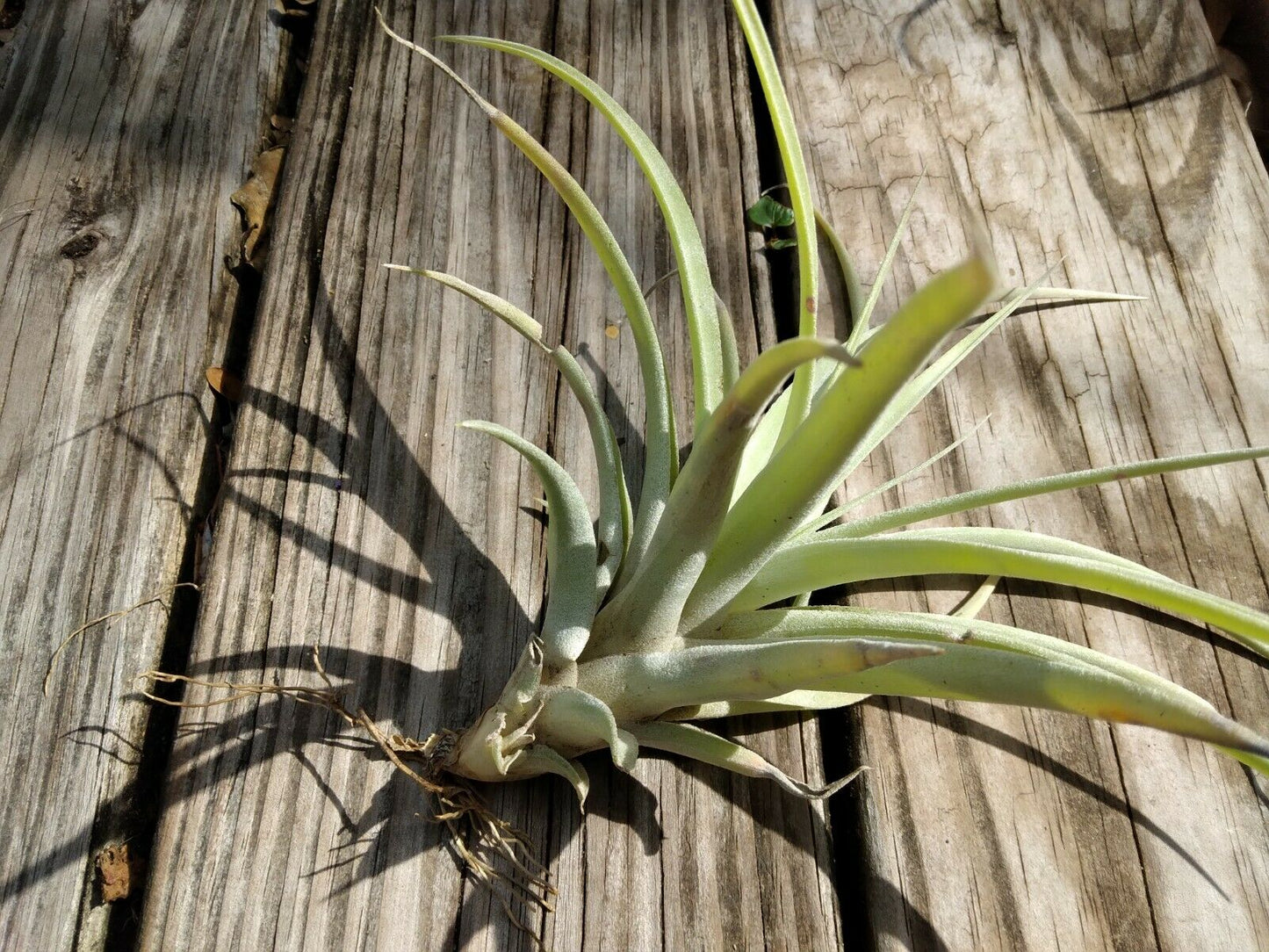 Bromeliad Tillandsia Pink Velvet medium