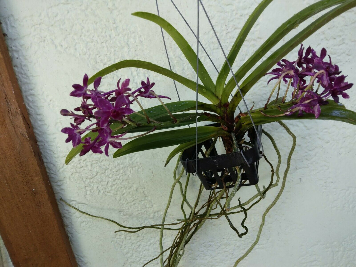 Vanda Vandachostylis Pinky Red Clone fragrant