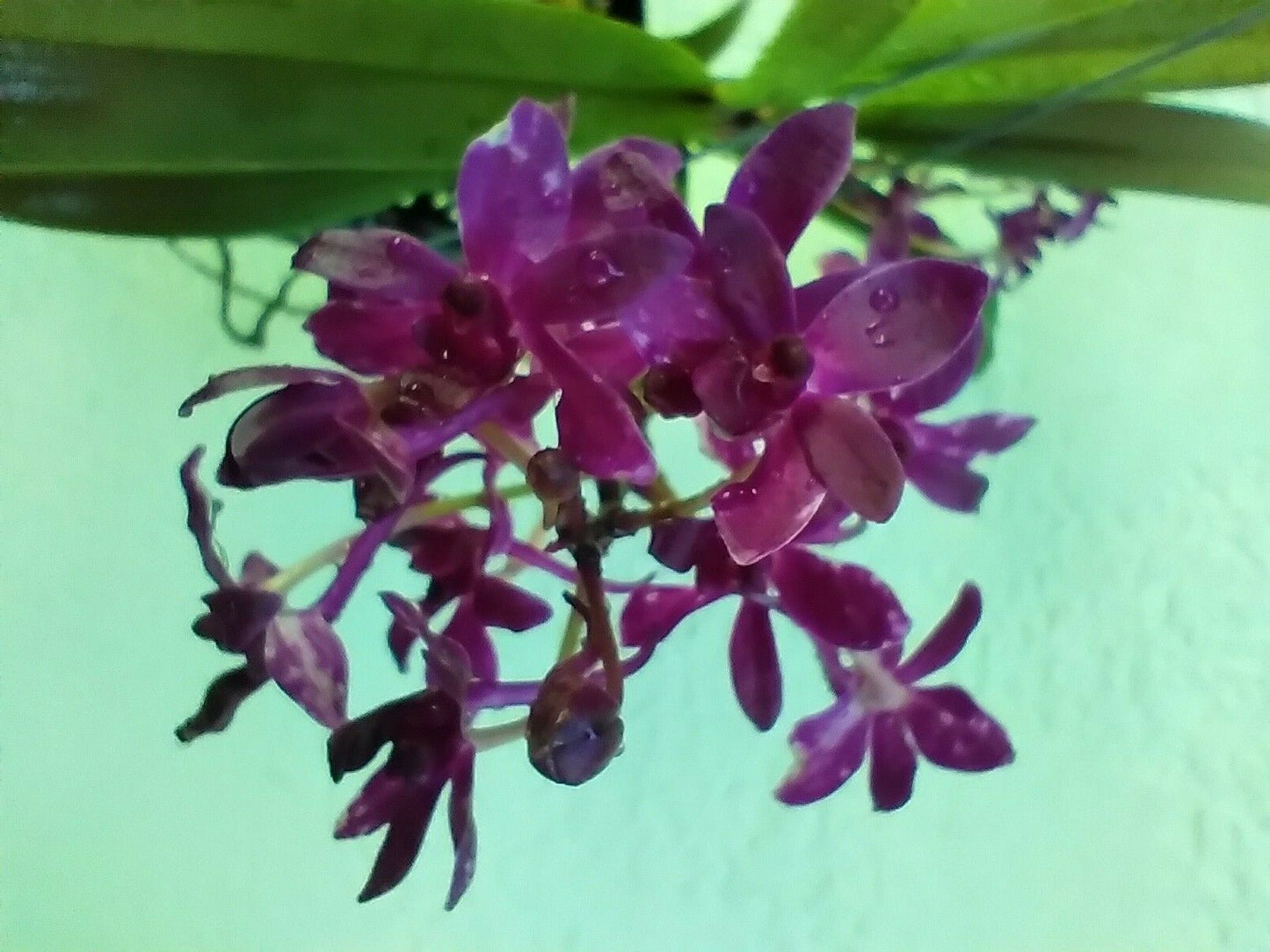 Vanda Vandachostylis Pinky Red Clone fragrant