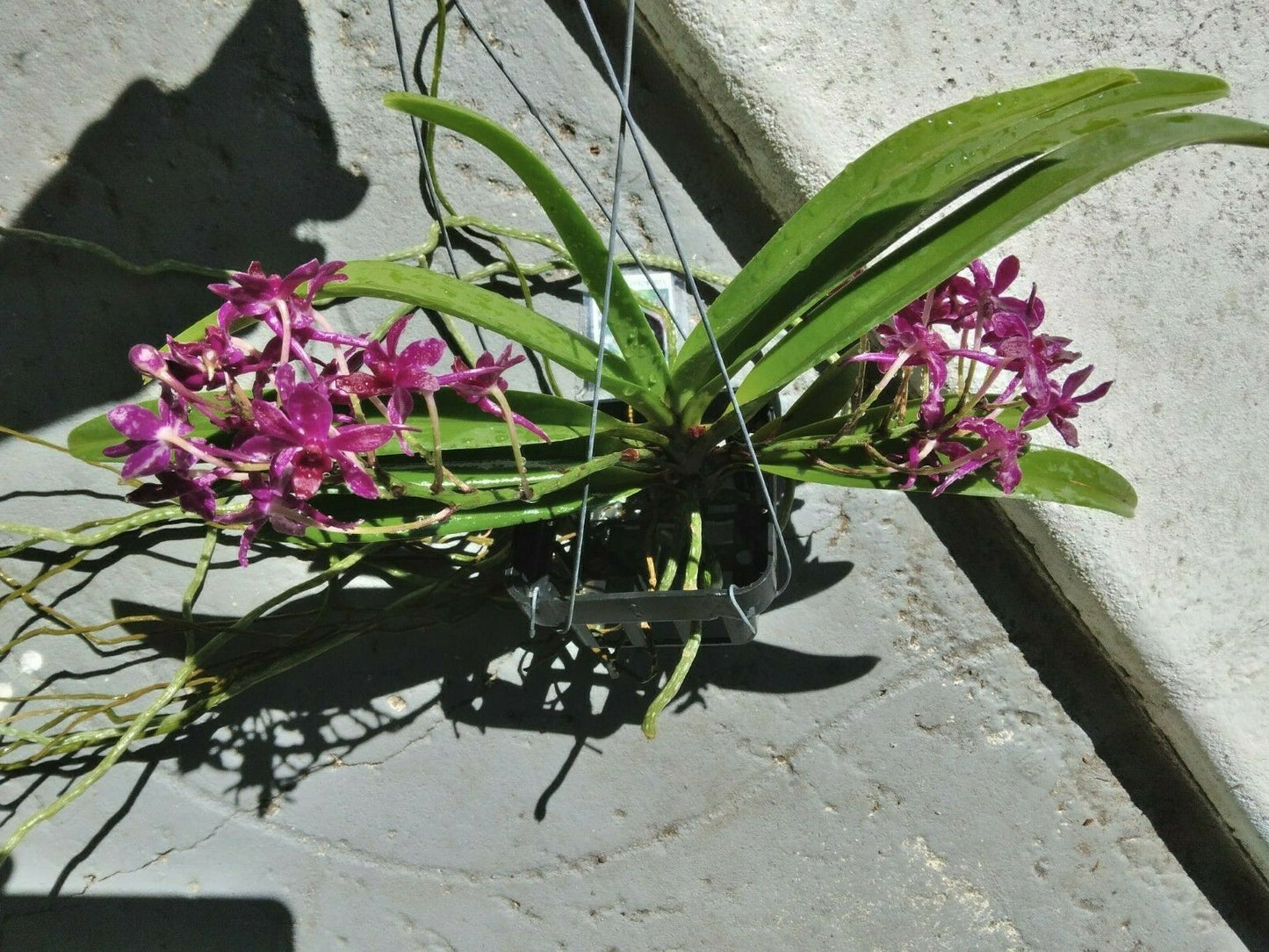 Vanda Vandachostylis Pinky Red Clone fragrant