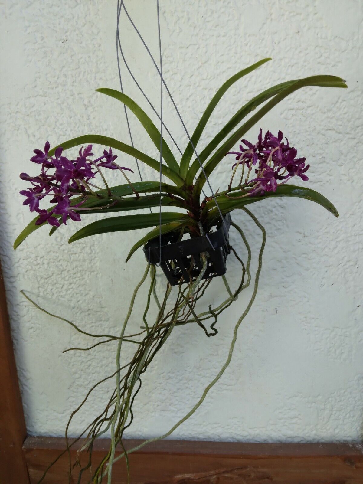 Vanda Vandachostylis Pinky Red Clone fragrant