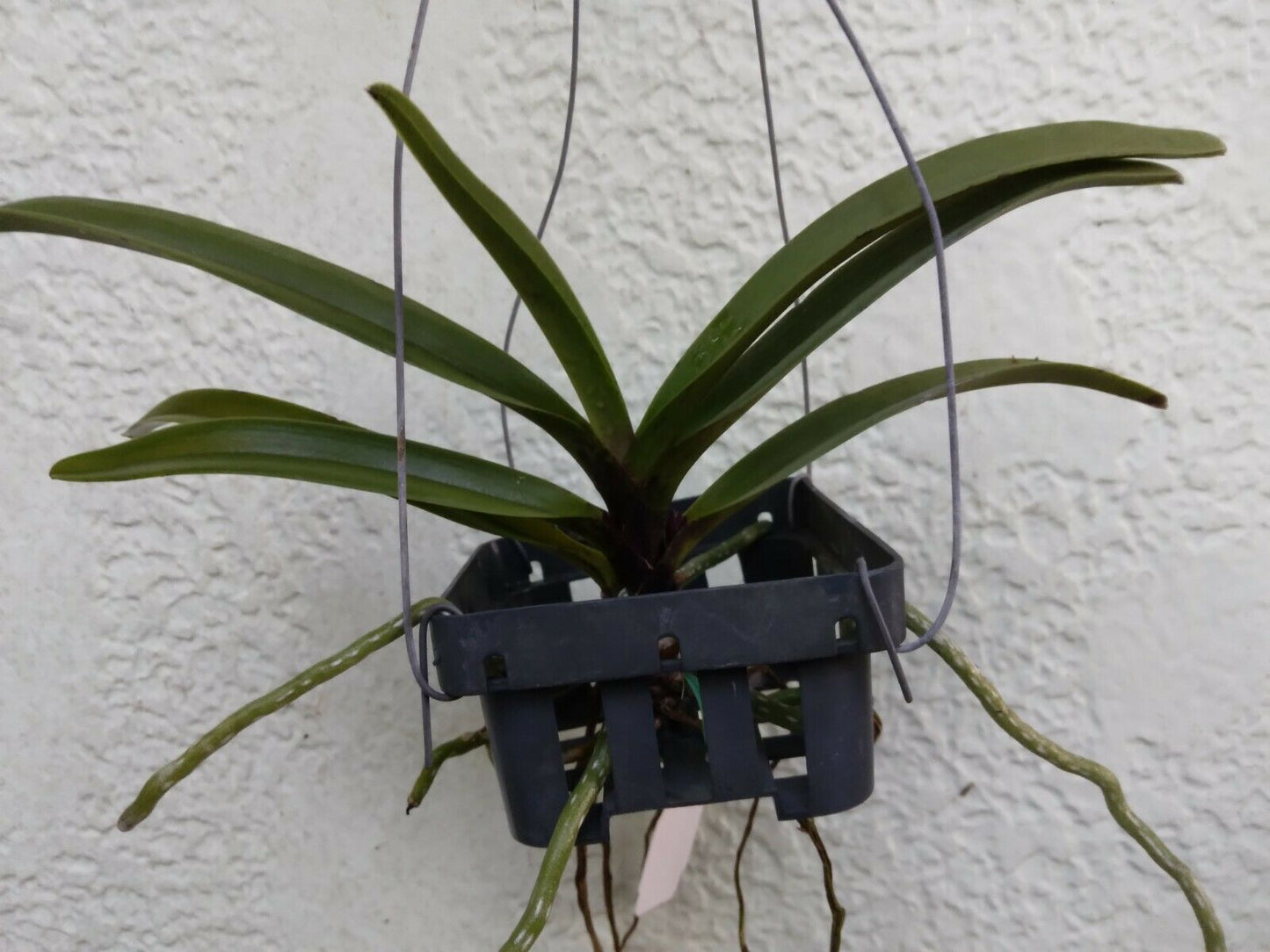 Vanda Vandachostylis Pinky Red Clone fragrant
