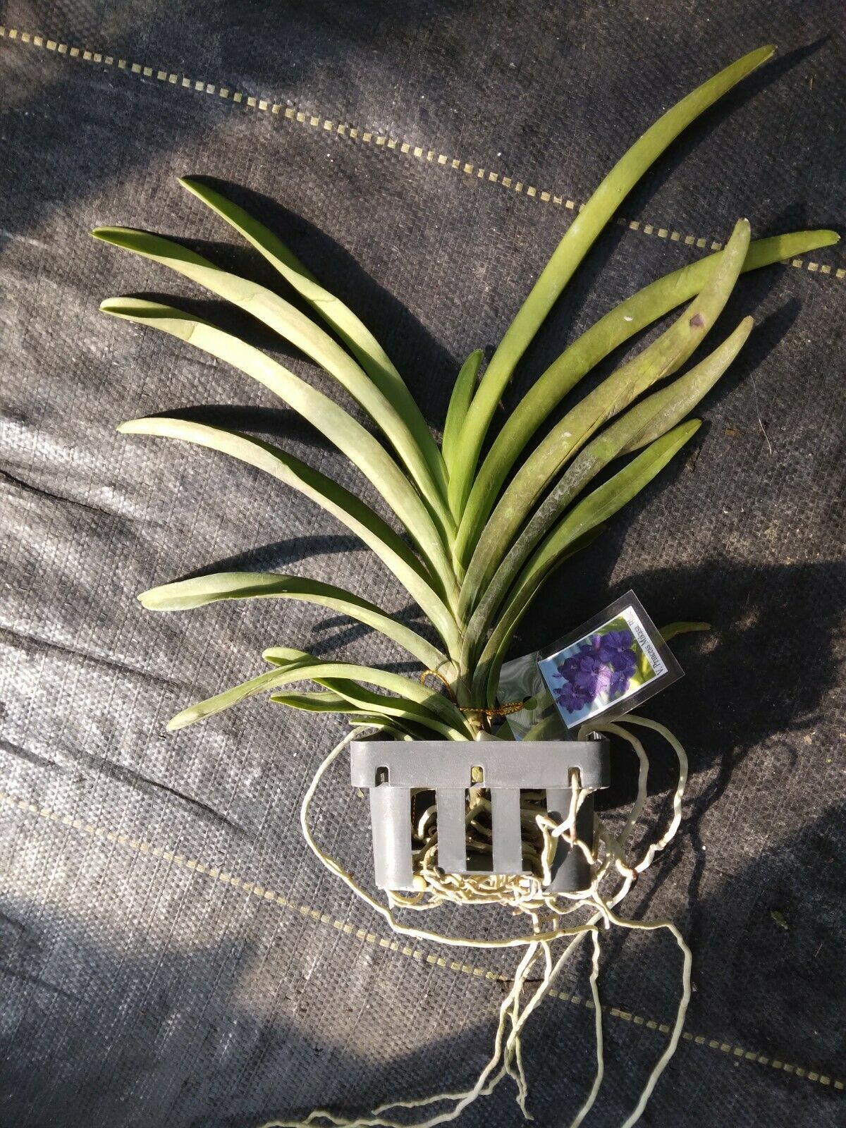 Vanda Ascda. Princess Mikasa 'Blue Velvet'