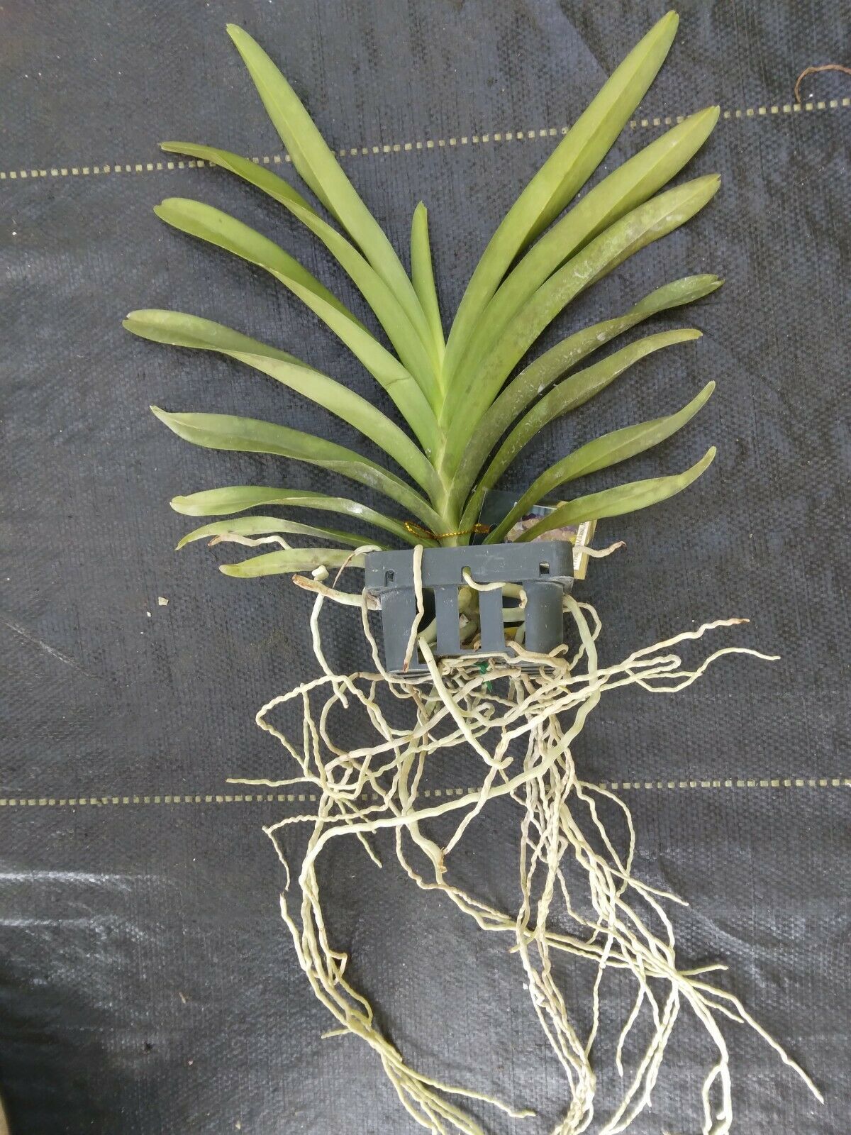Vanda Ascda. Princess Mikasa 'Blue Velvet'