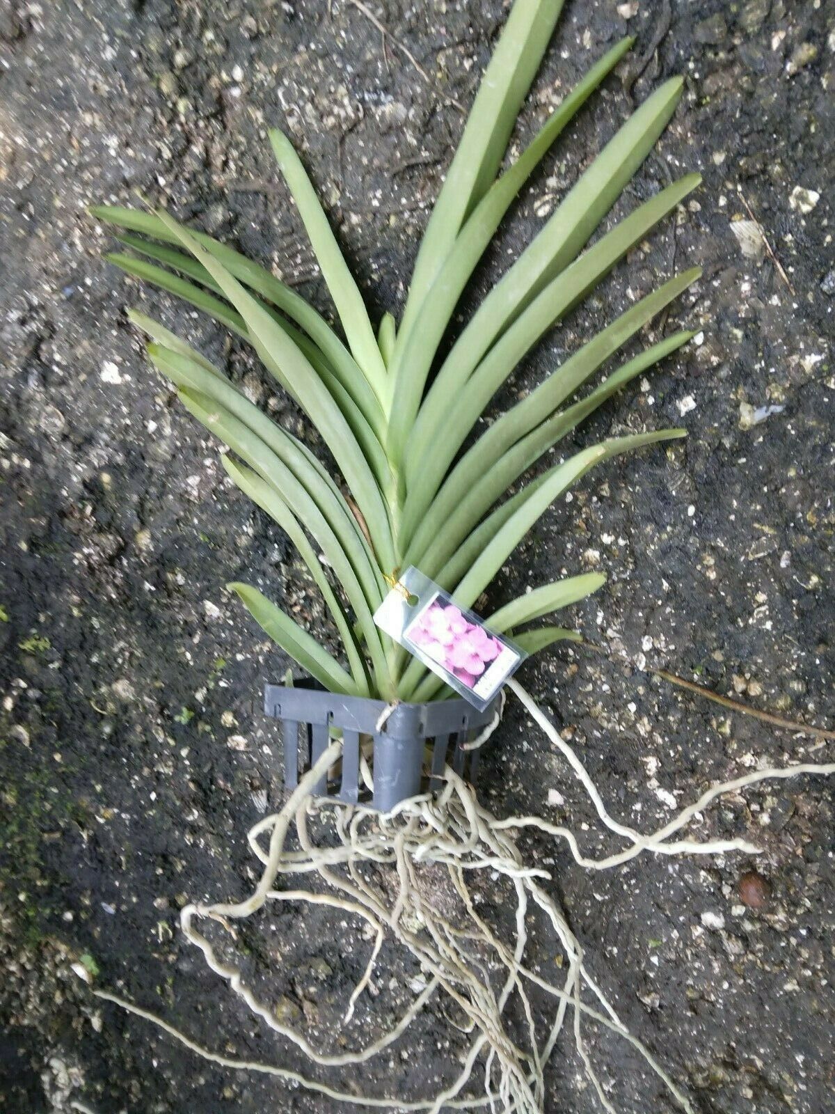 Vanda Acsda. Princess Mikasa Pink