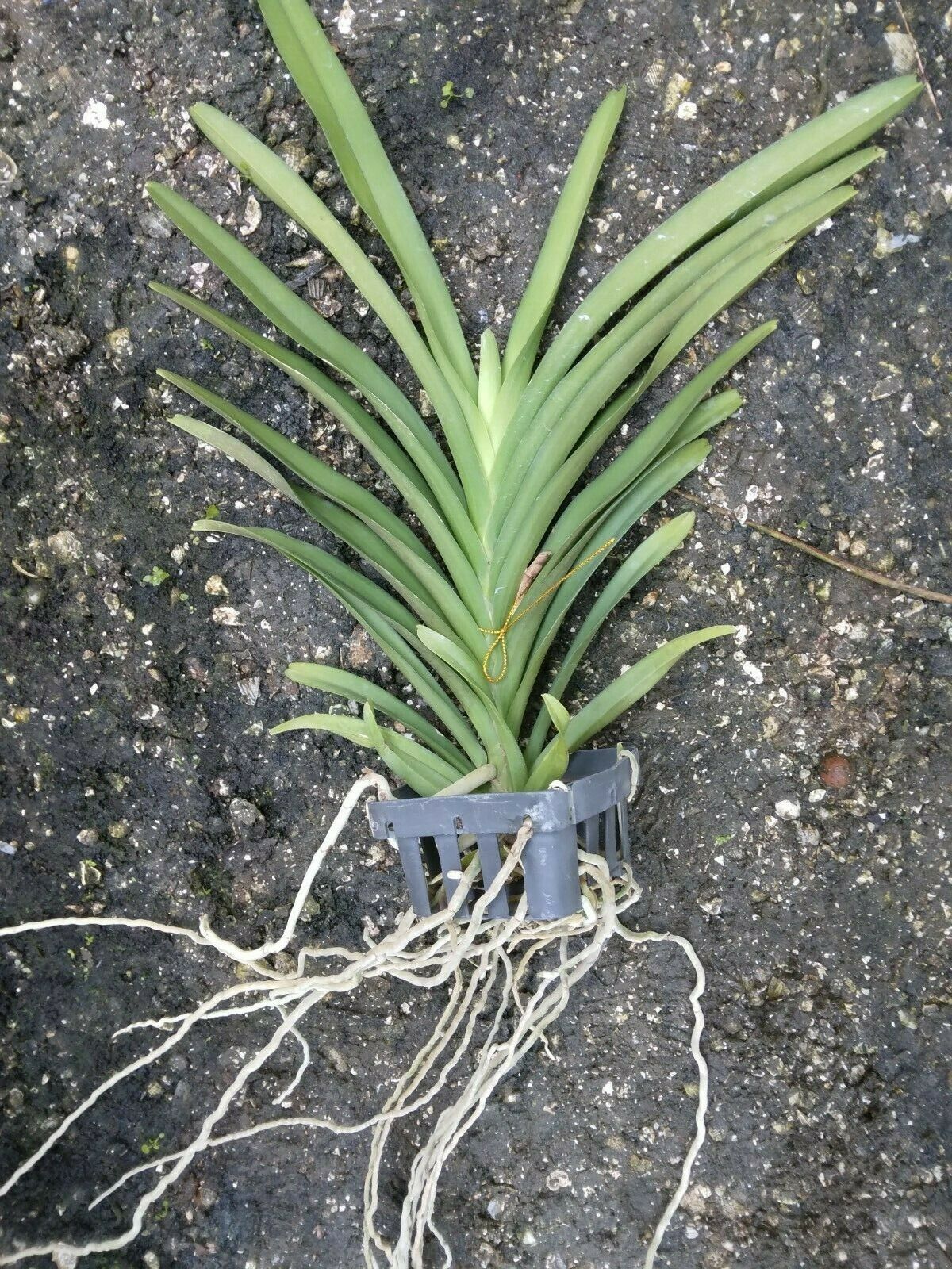 Vanda Acsda. Princess Mikasa Pink