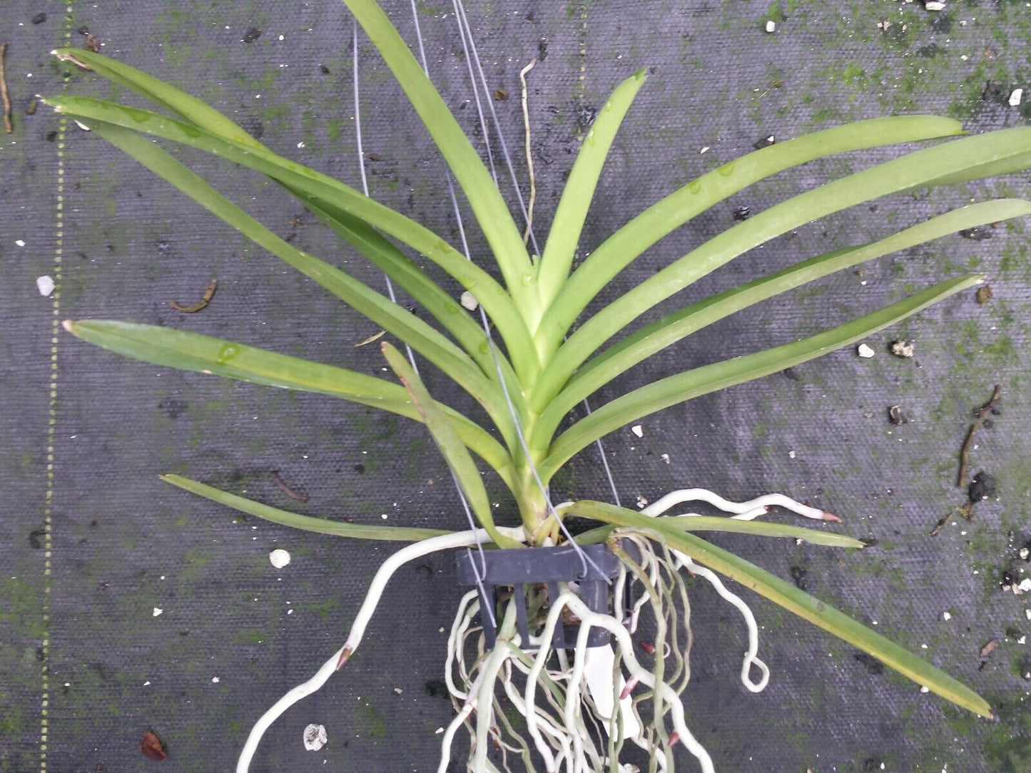 Vanda Roberts Delight Garnet Beauty