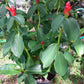 Red Top Ginger Tropical Plant not Rhizome