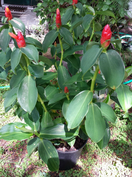 Red Top Ginger Tropical Plant not Rhizome