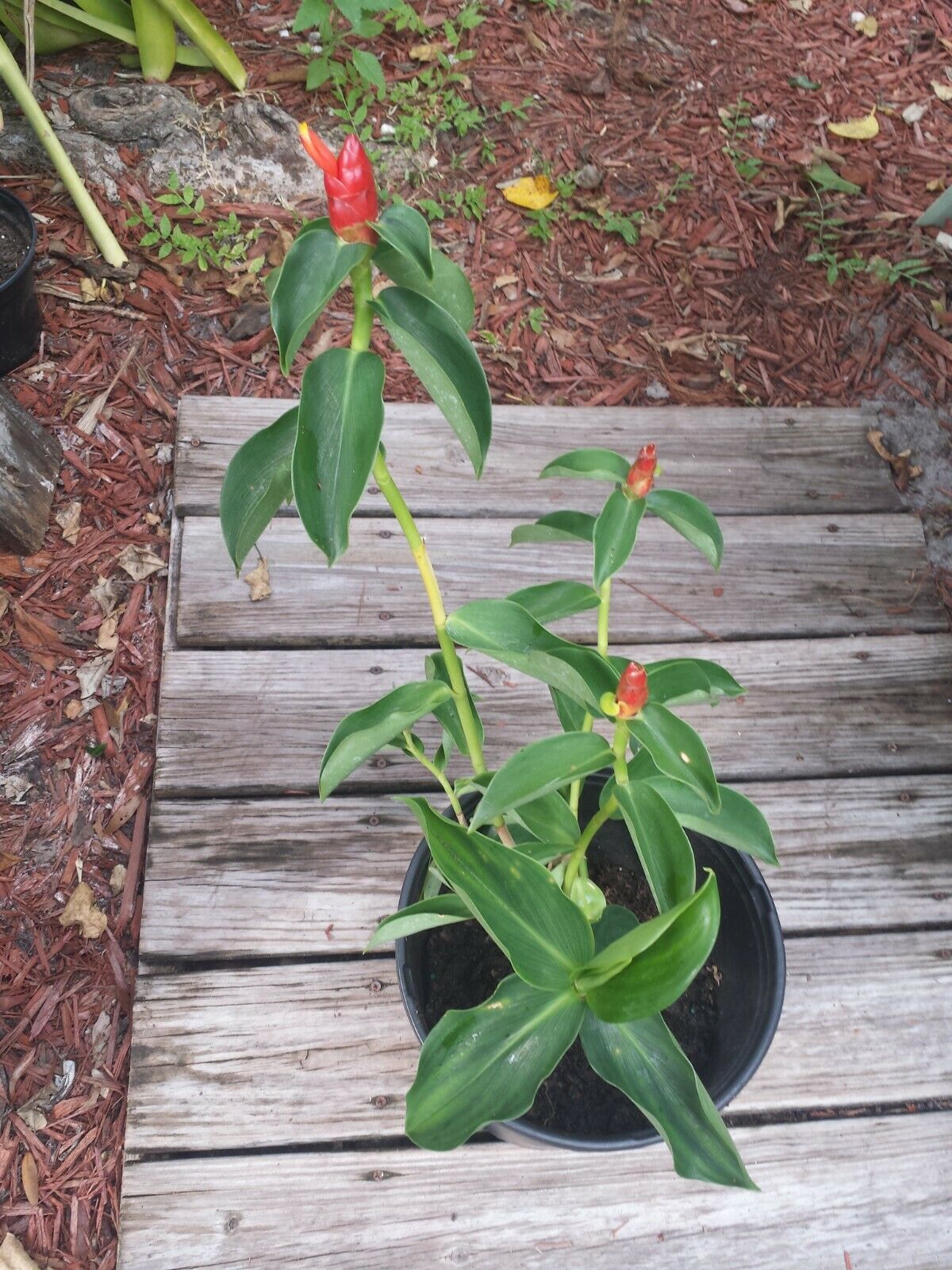 Red Top Ginger Tropical Plant not Rhizome