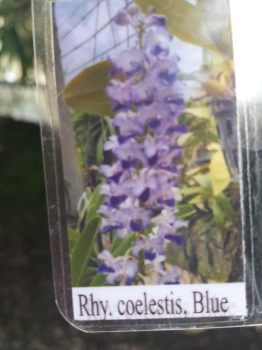 Vanda Rhynchostylis coelistis Blue Fragrant Mad Happening