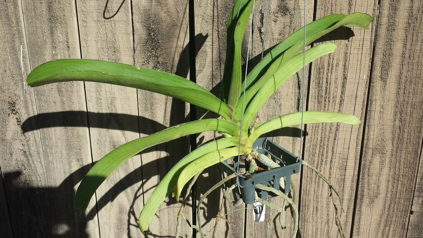 Vanda Rhynchostylis gigantea Peach