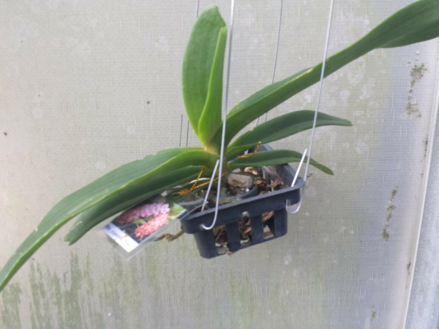Vanda Rhynchostylis gigantea Peach