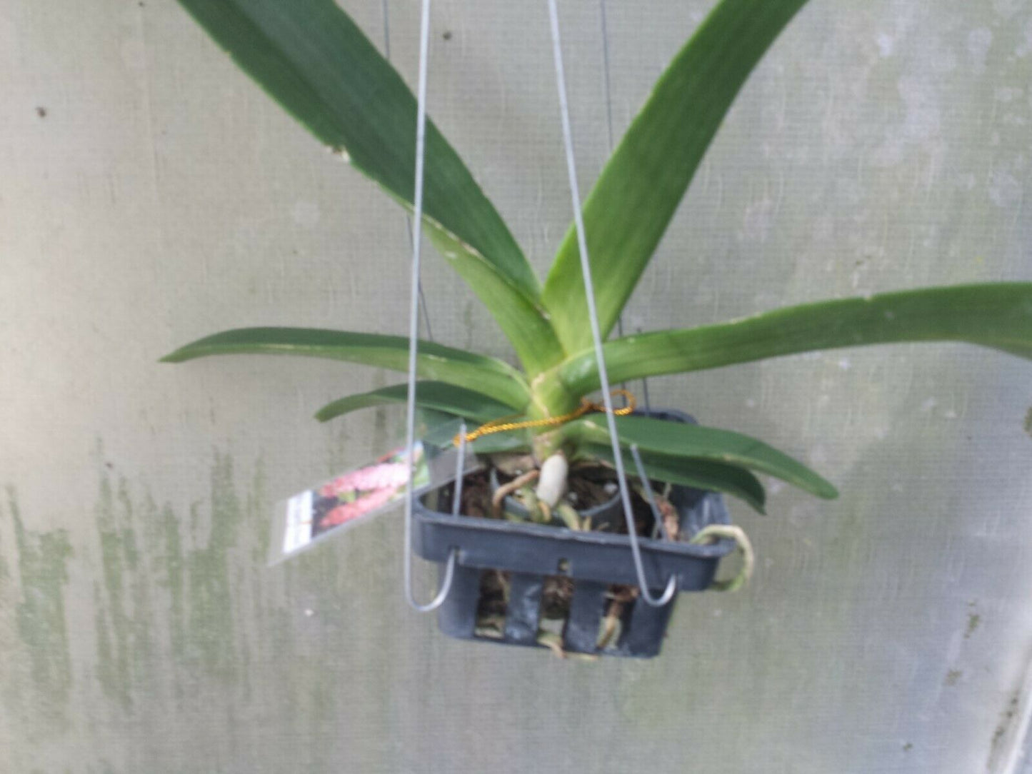 Vanda Rhynchostylis gigantea Peach
