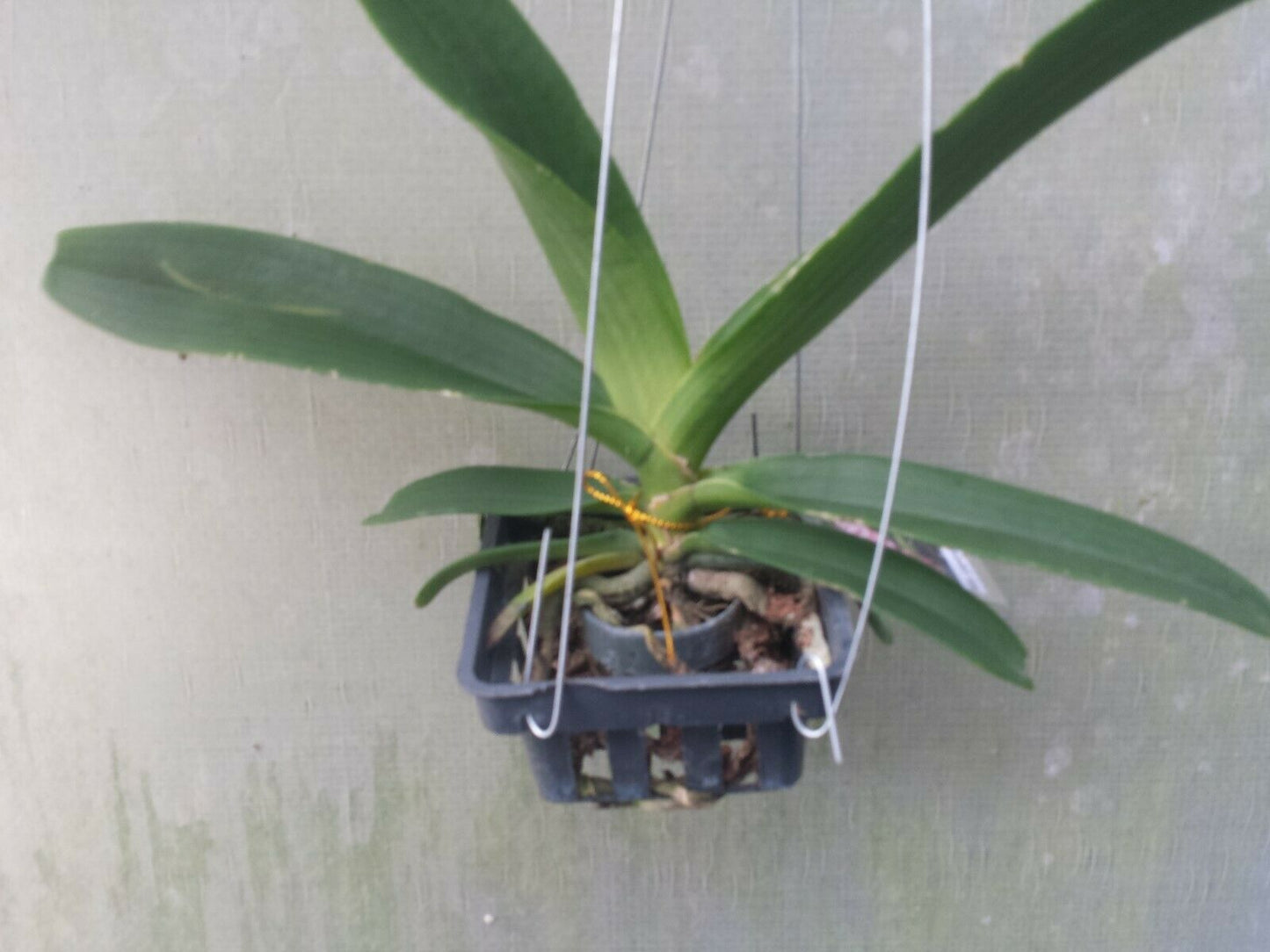 Vanda Rhynchostylis gigantea Peach