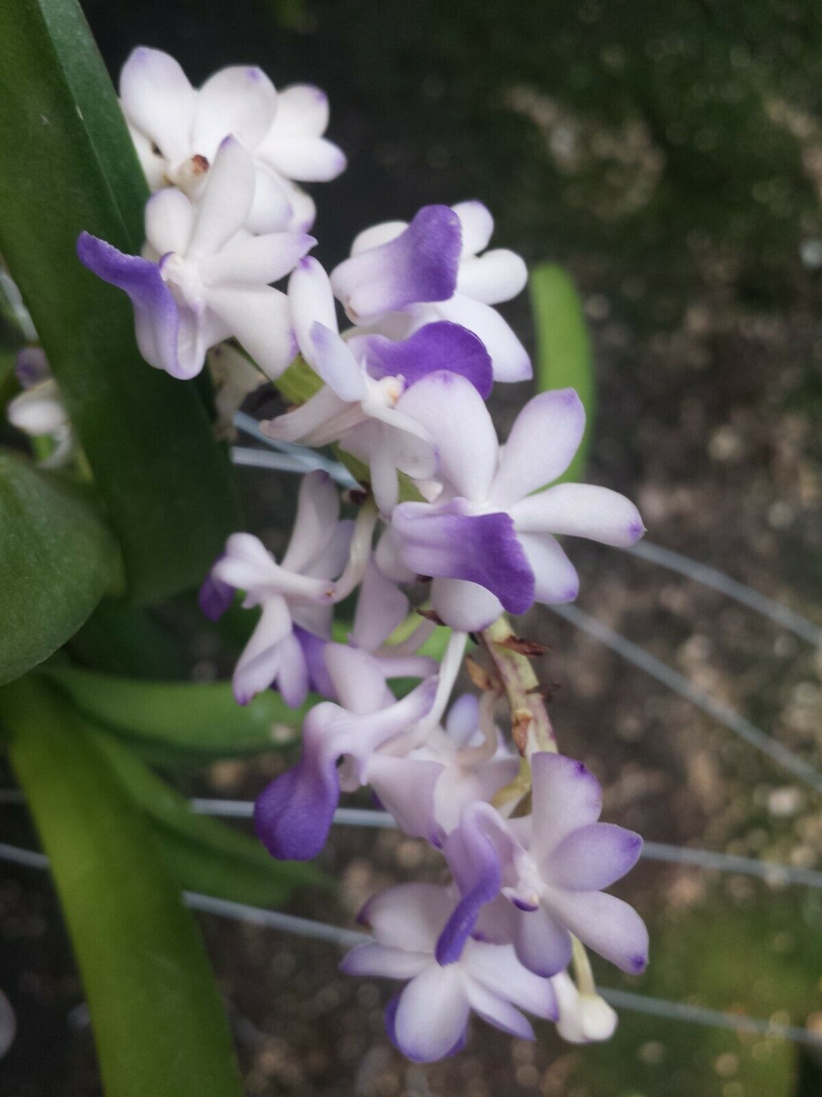 Vanda Rhynchostylis coelistis Blue Fragrant Mad Happening