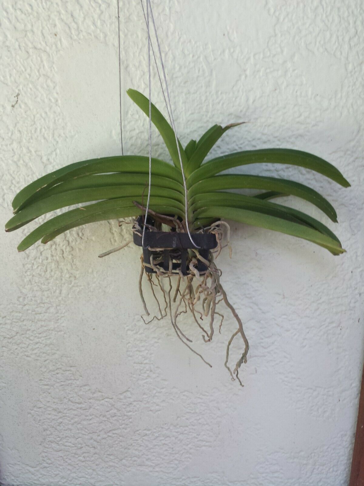 Vanda Rhynchostylis coelistis Blue Fragrant Mad Happening