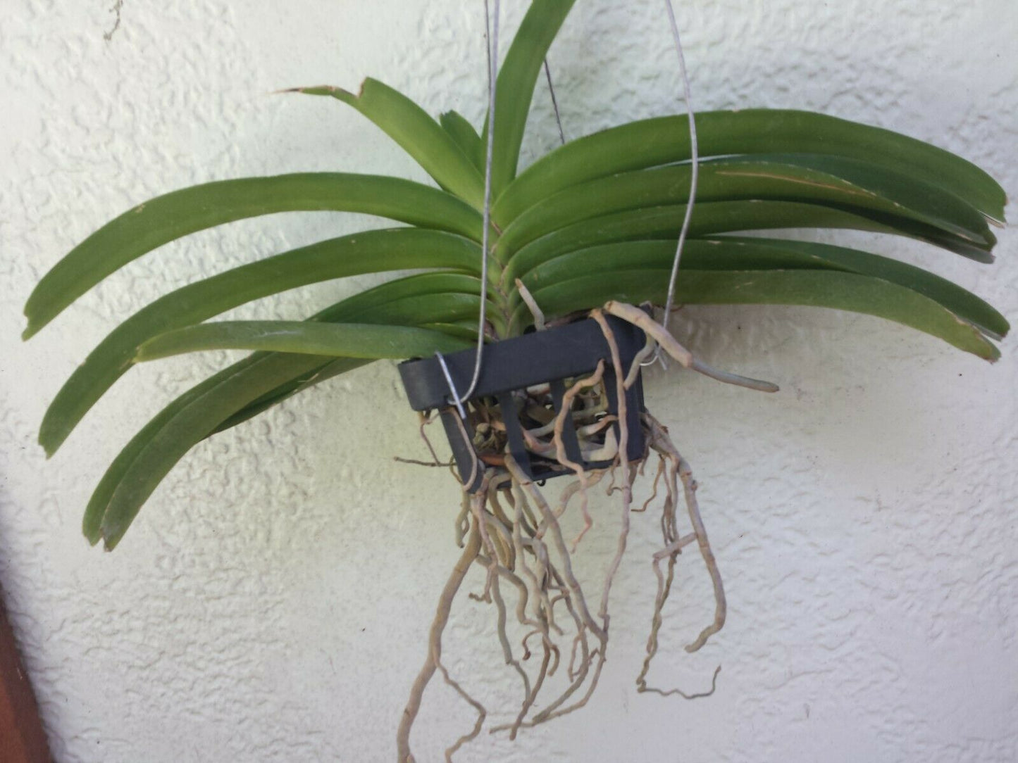 Vanda Rhynchostylis coelistis Blue Fragrant Mad Happening