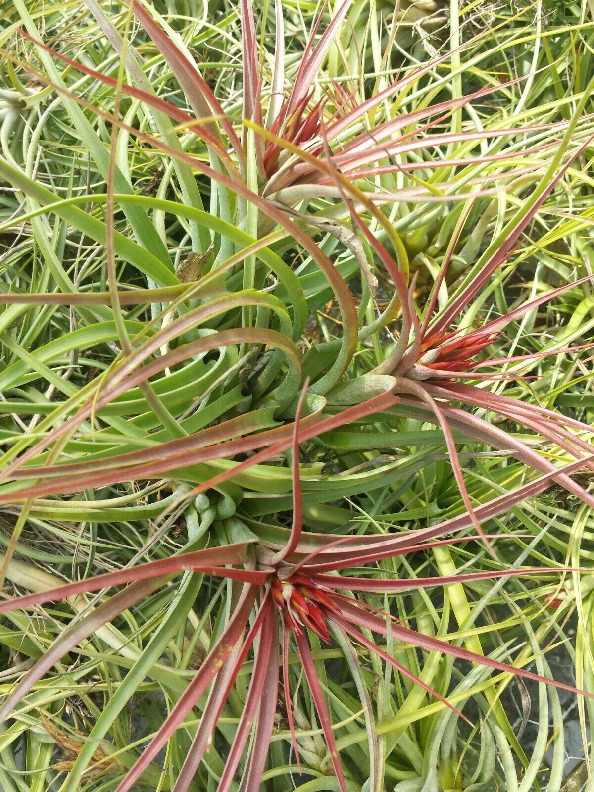 Bromeliad Tillandsia Sparkler Tropical Air Plant