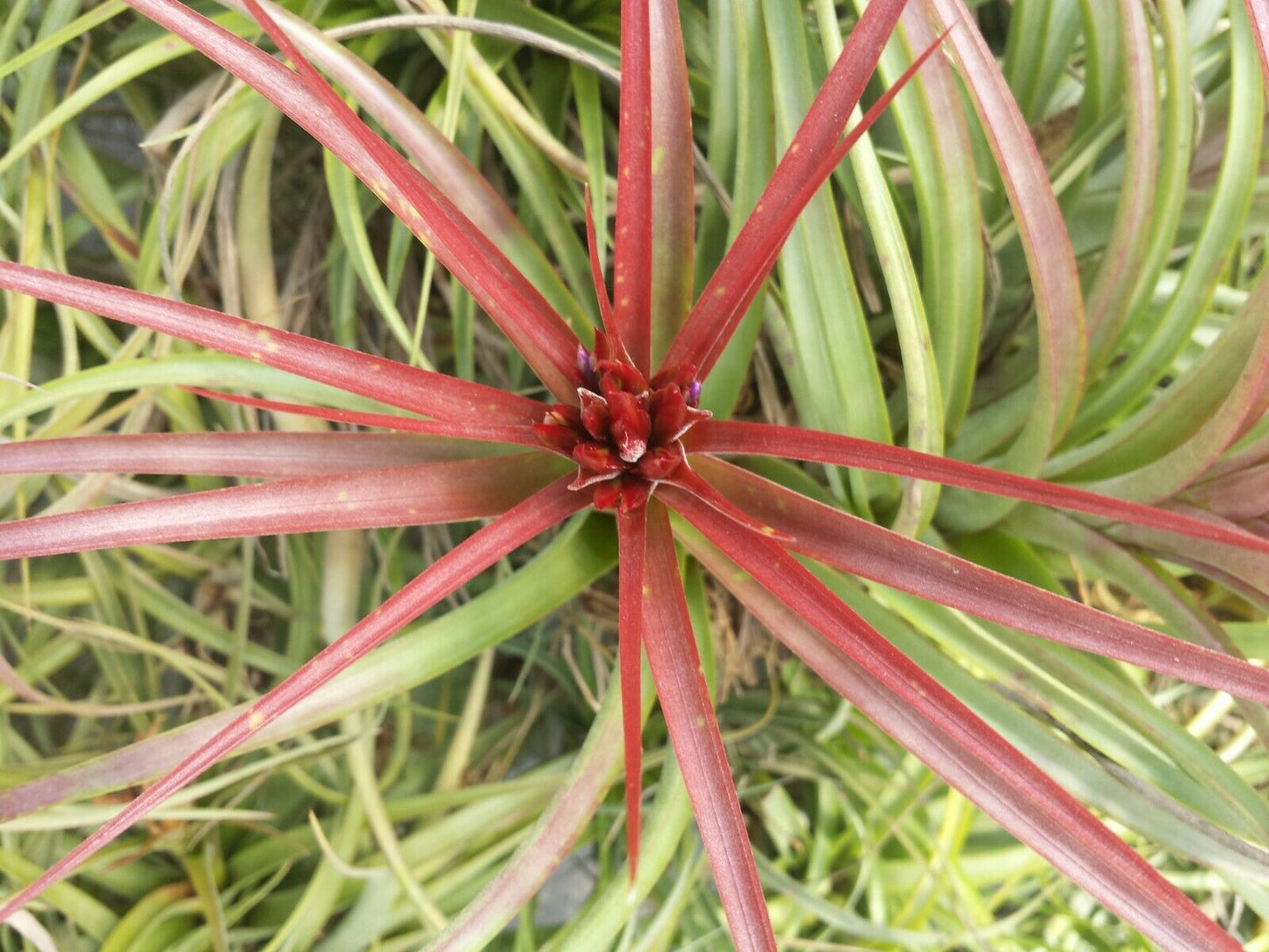 Bromeliad Tillandsia Sparkler Tropical Air Plant
