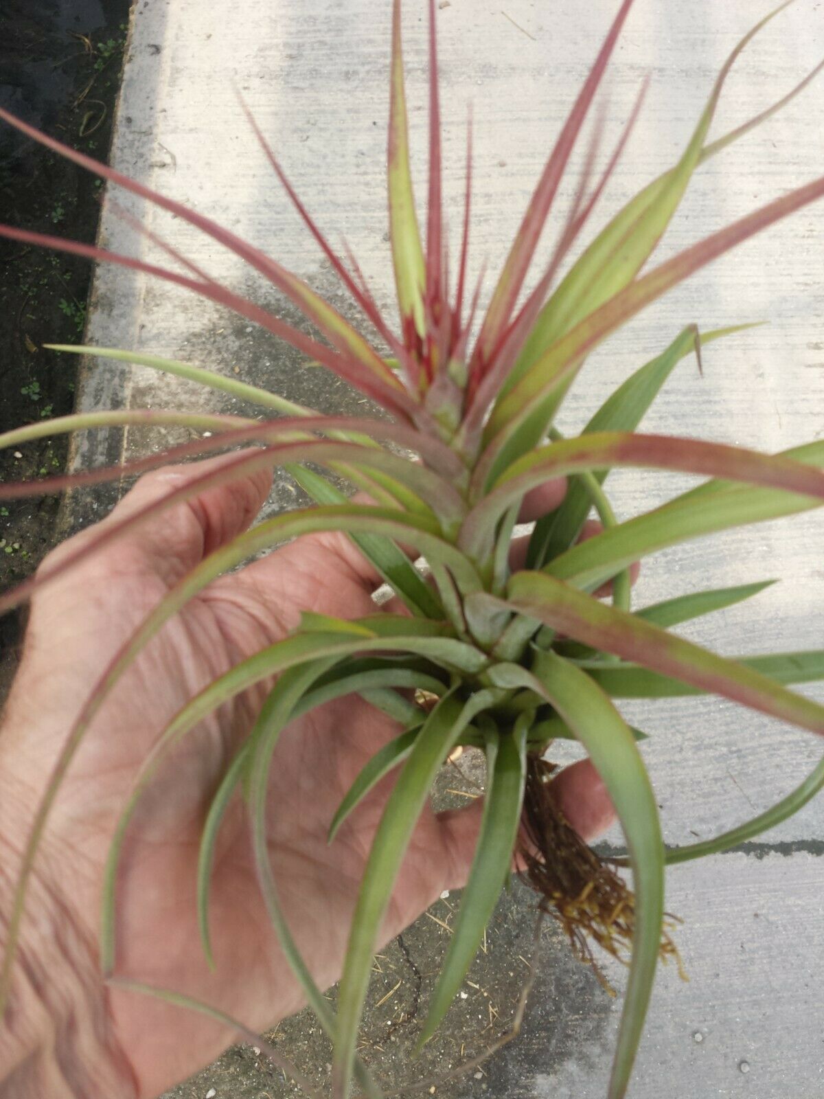 Bromeliad Tillandsia Sparkler Tropical Air Plant