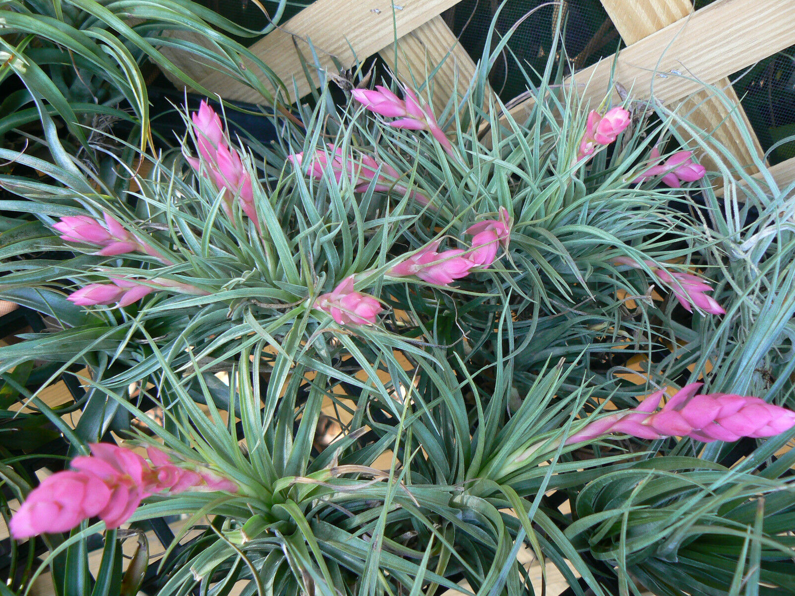 tillandsia stricta air plant Tillandsia Stricta single Tropical Air Plant