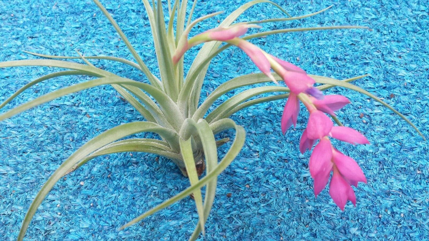 Tillandsia Stricta single Tropical Air Plant