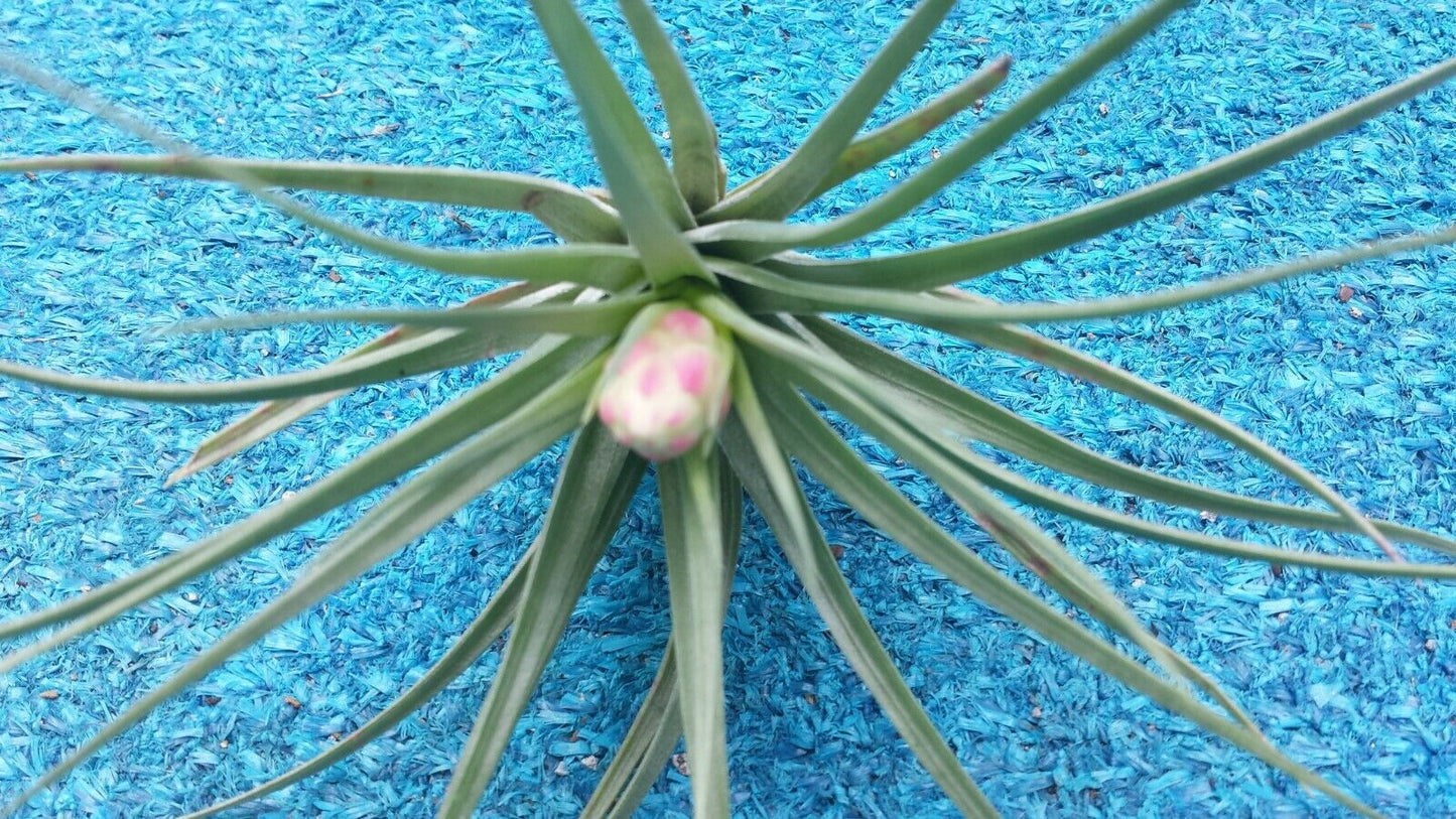 Tillandsia Stricta single Tropical Air Plant