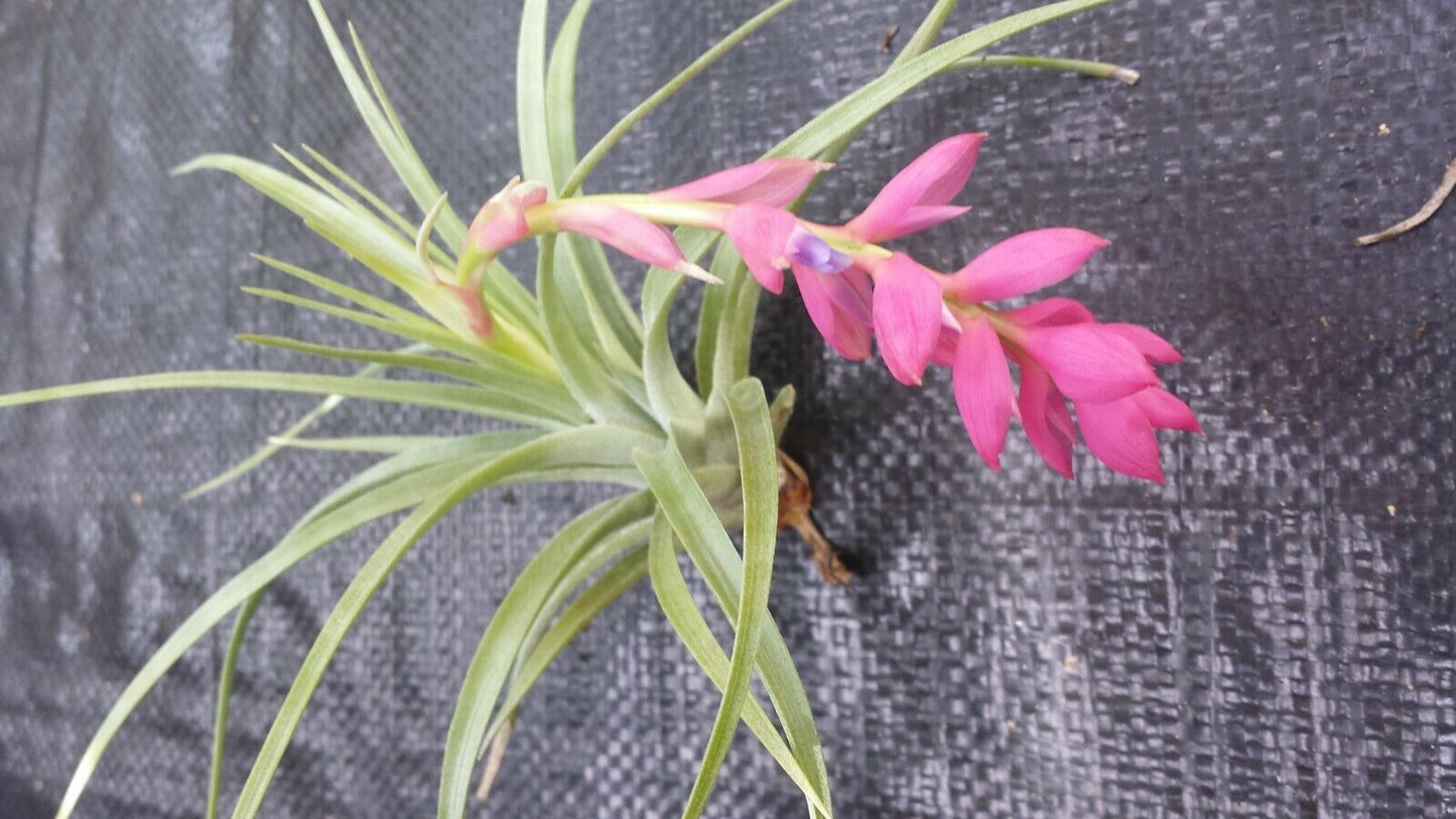 Tillandsia Stricta single Tropical Air Plant