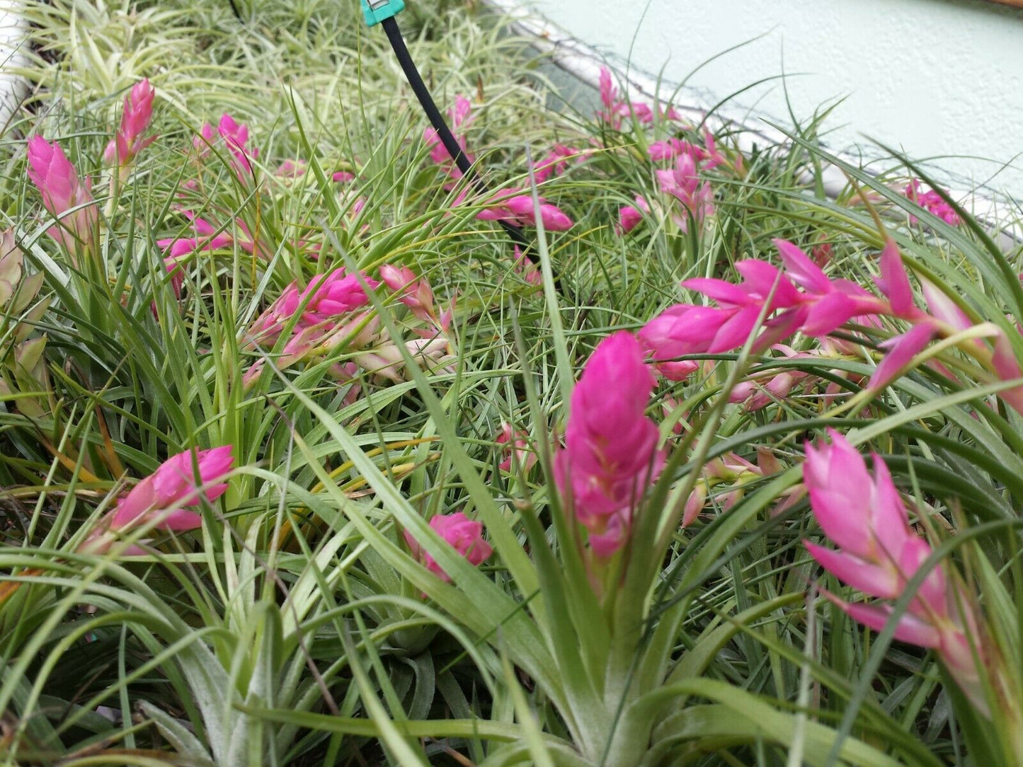 Tillandsia Stricta single Tropical Air Plant