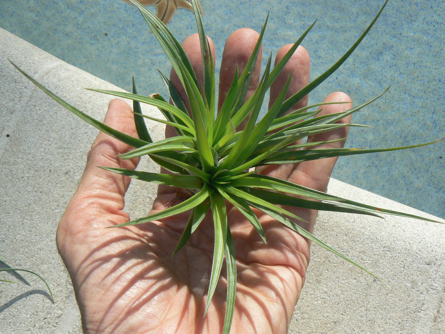 Tillandsia Stricta Twins Tropical Air Plant