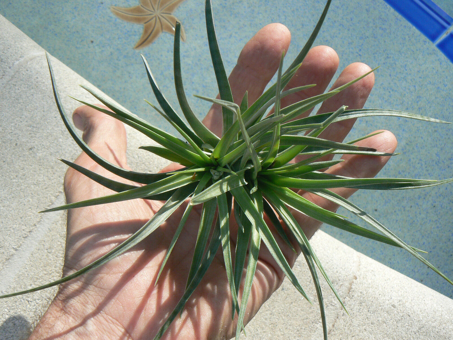 Tillandsia Stricta Twins Tropical Air Plant