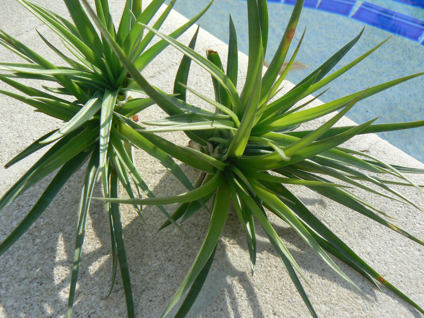 Tillandsia Stricta Twins Tropical Air Plant