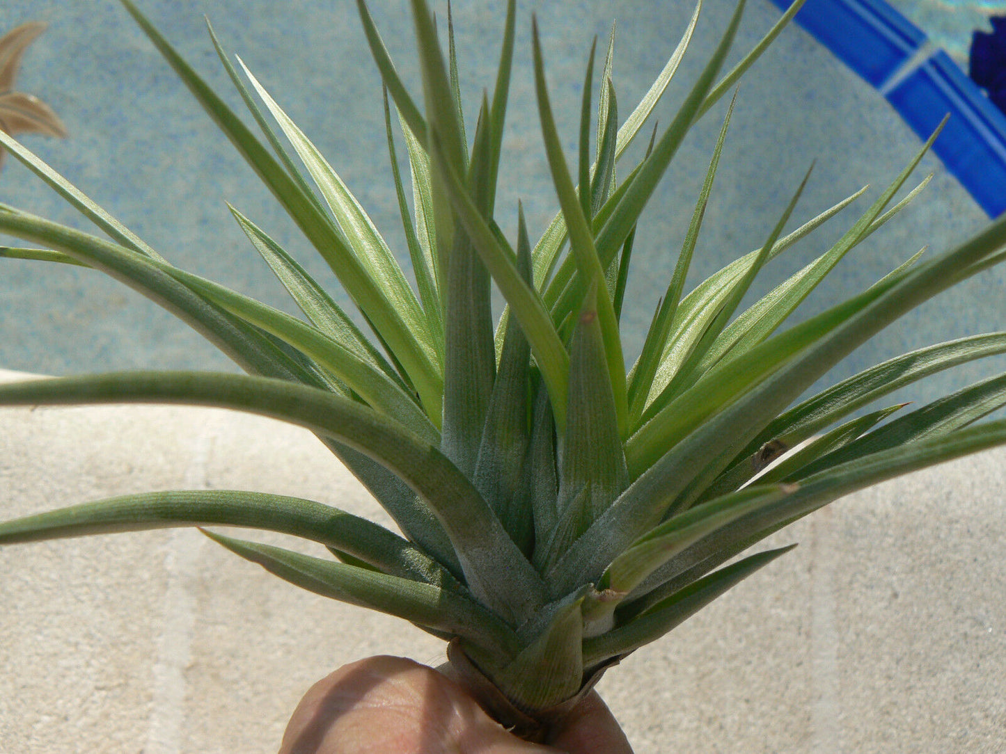 Tillandsia Stricta Twins Tropical Air Plant