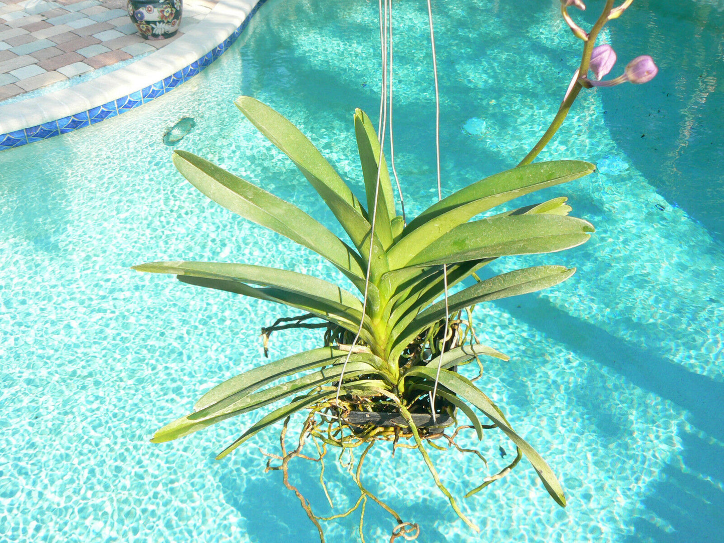 Vanda Pachara Delight Pachara