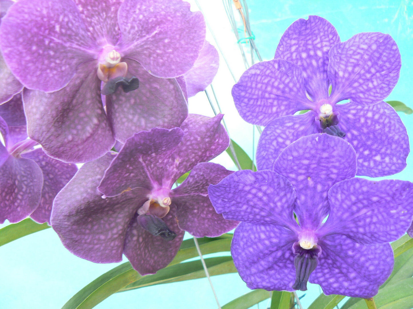 Vanda Pachara Delight Pachara