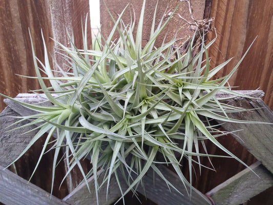 Bromeliad Tillandsia bergeri large colony Tropica Airl Plants