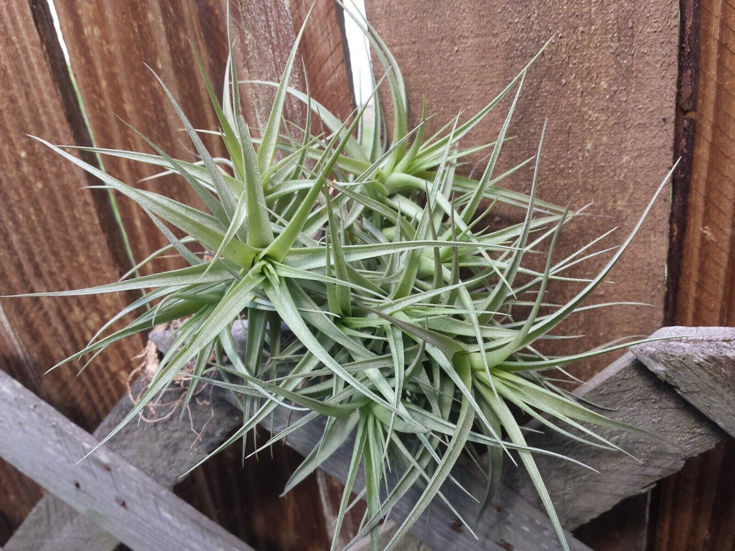 Bromeliad Tillandsia bergeri large colony Tropica Airl Plants