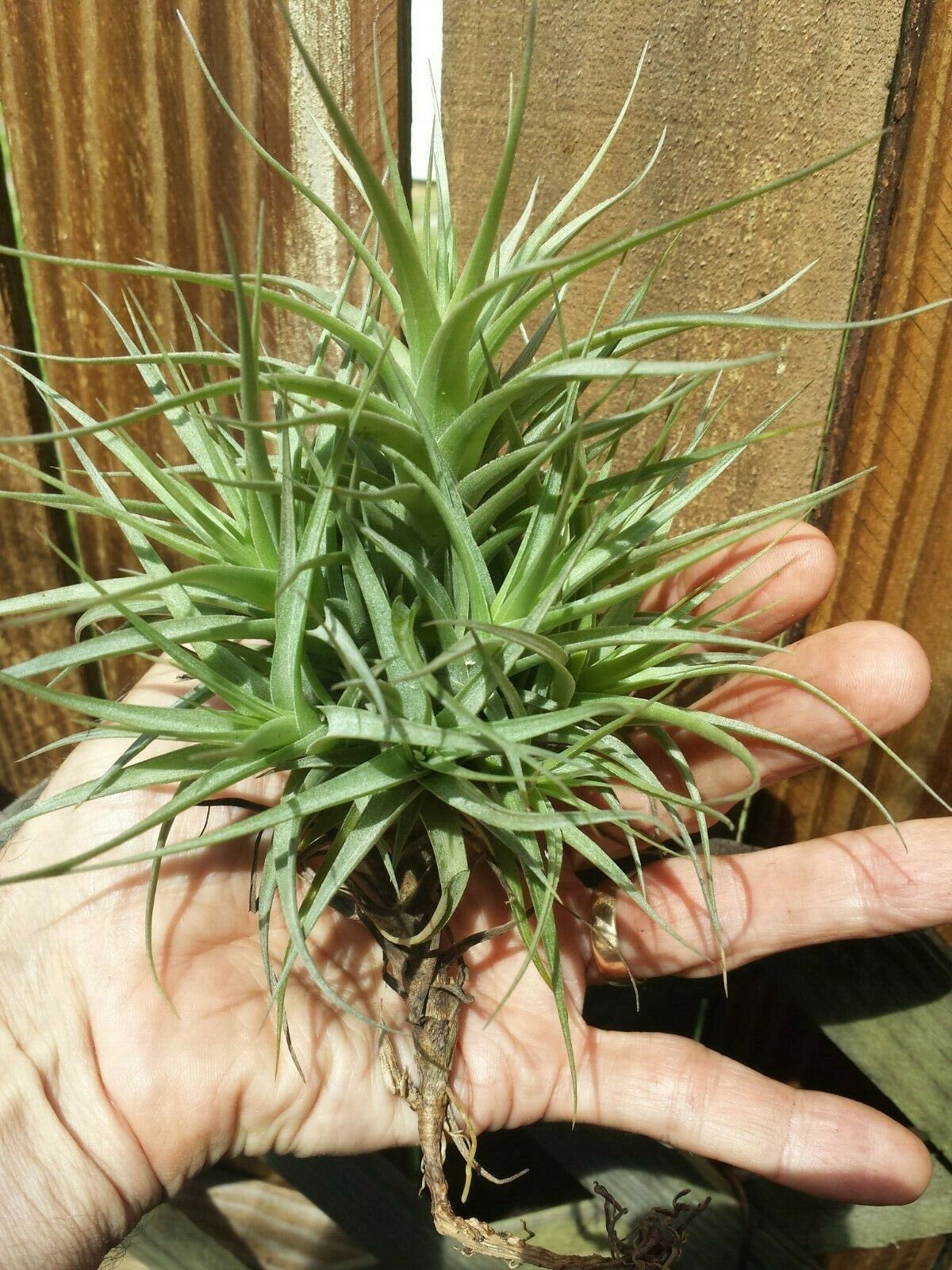 Bromeliad Tillandsia bergeri large colony Tropica Airl Plants