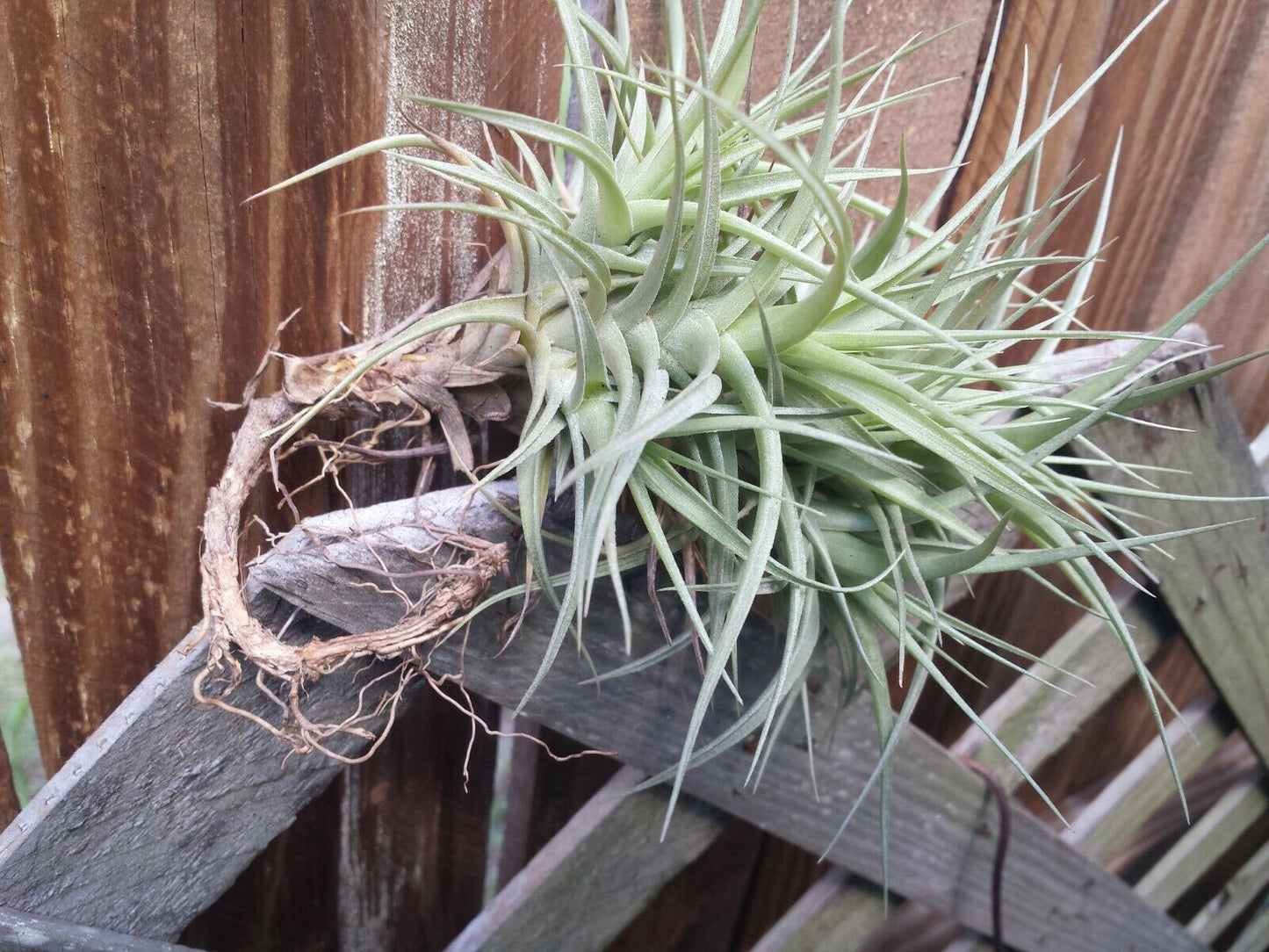 Bromeliad Tillandsia bergeri large colony Tropica Airl Plants