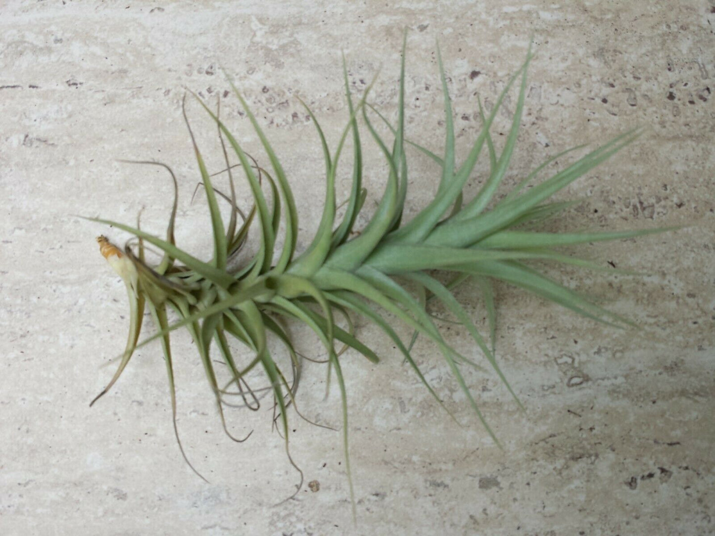 Bromeliad Tillandsia bergeri large size Tropical Air Plant