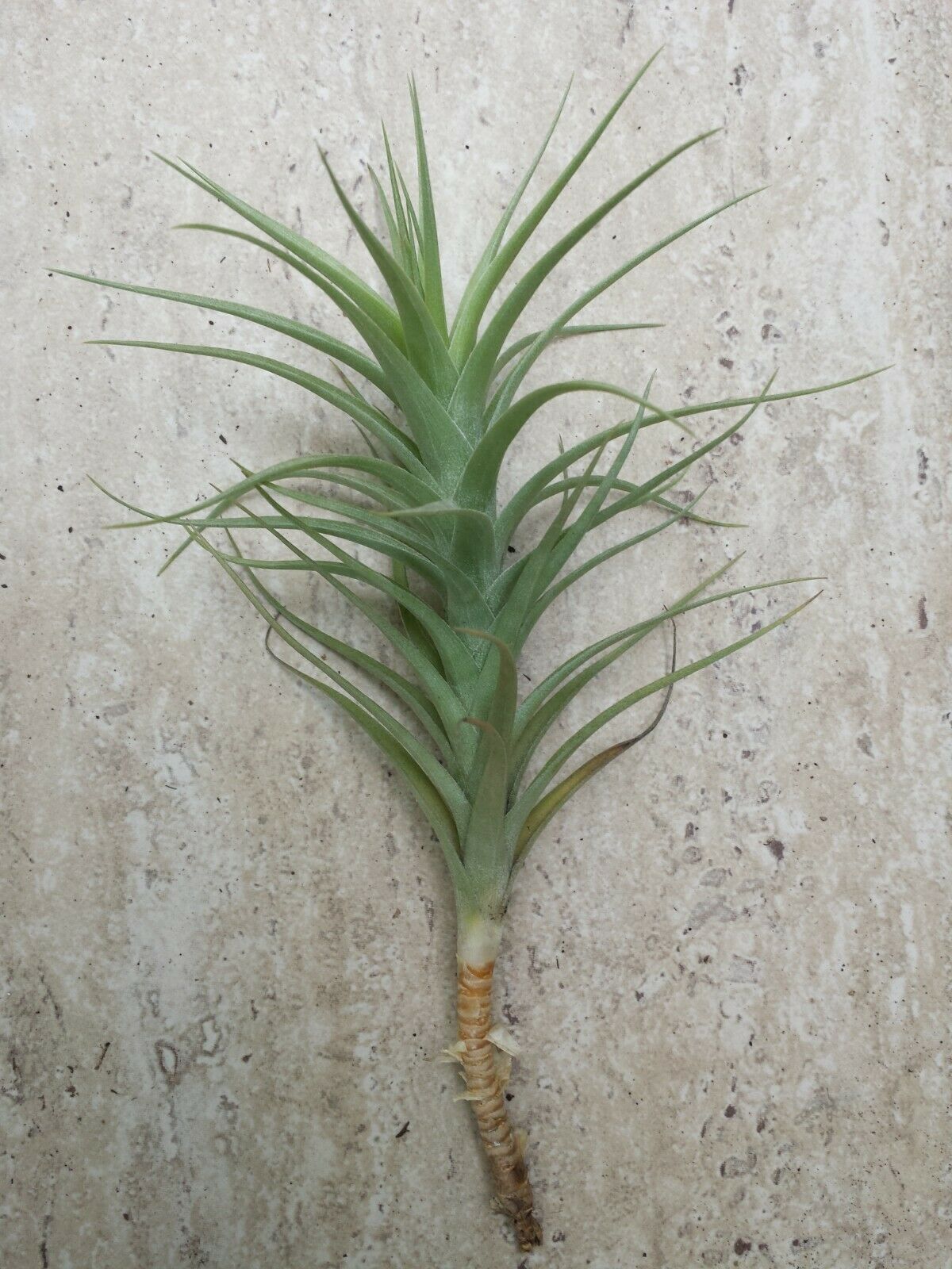 Bromeliad Tillandsia bergeri large size Tropical Air Plant