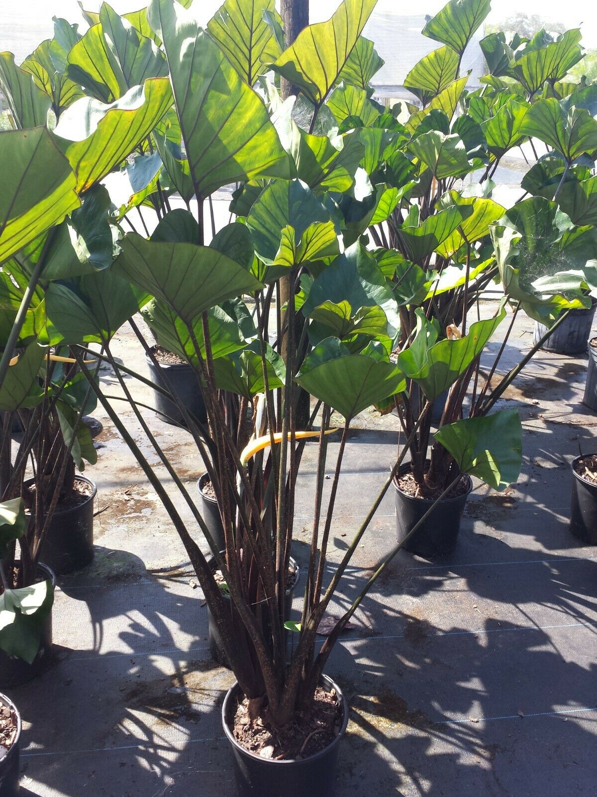 teacup elephant ear plant care Colocasia escuenta Tea Cup Elephant Ear – MadHappenings