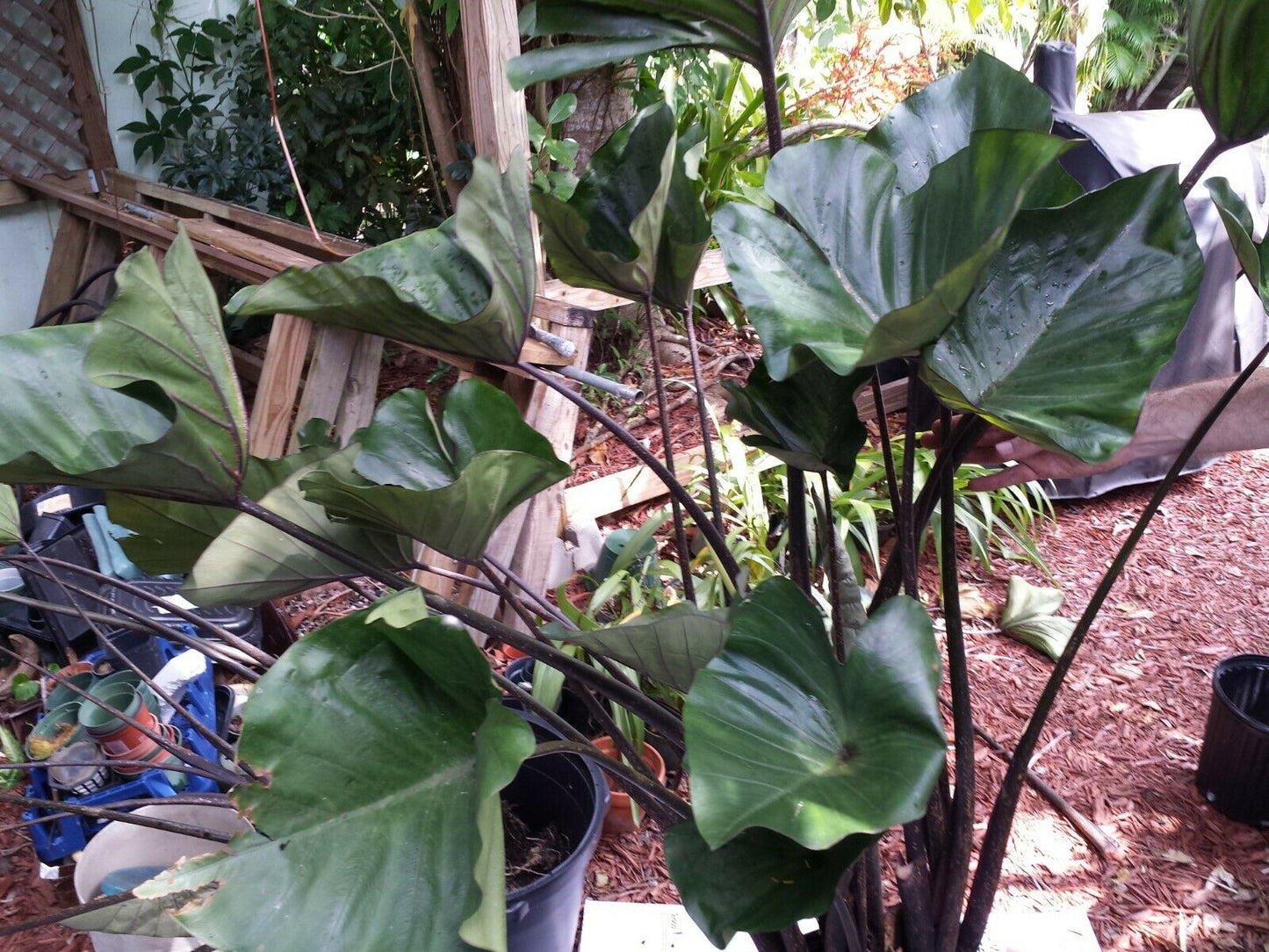 Colocasia escuenta Tea Cup Elephant Ear