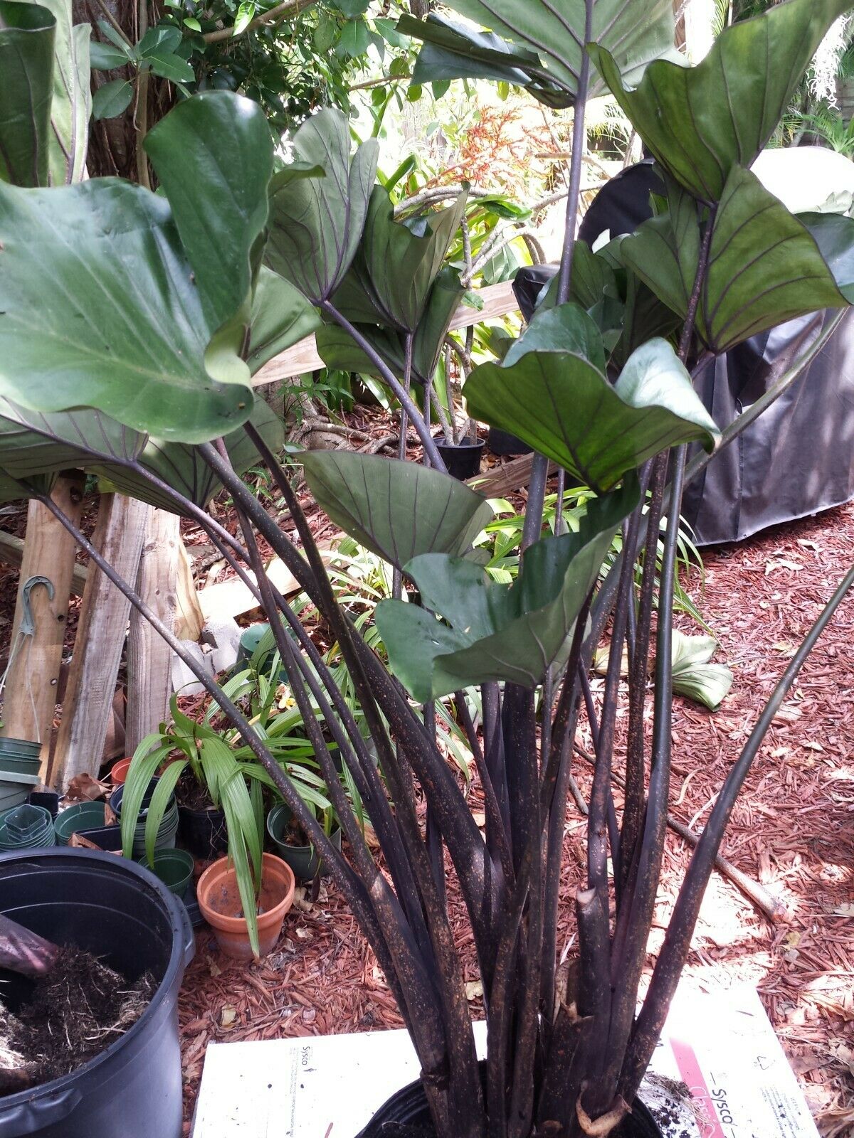 Colocasia escuenta Tea Cup Elephant Ear