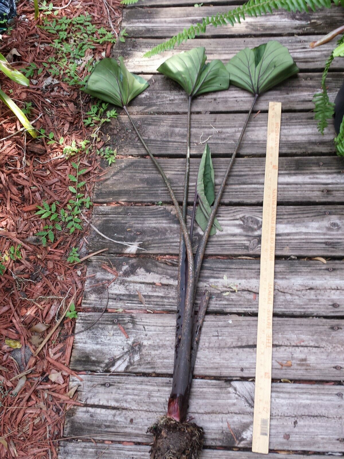 Colocasia escuenta Tea Cup Elephant Ear