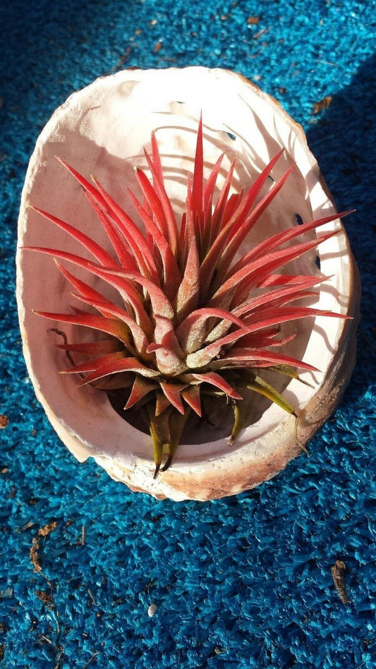 Brom.Tillandsia ionantha hanging in Abalone sea shell Air Plant