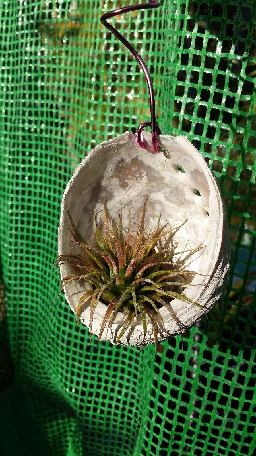 Brom.Tillandsia ionantha hanging in Abalone sea shell Air Plant